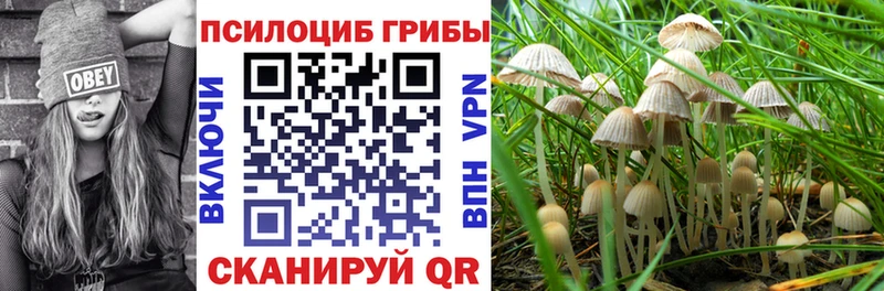 Псилоцибиновые грибы Psilocybine cubensis  где найти   Остров 